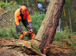 Best Tree Removal  in Trenton, MO