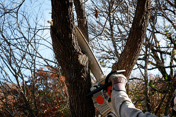 Best Seasonal Cleanup (Spring/Fall)  in Trenton, MO