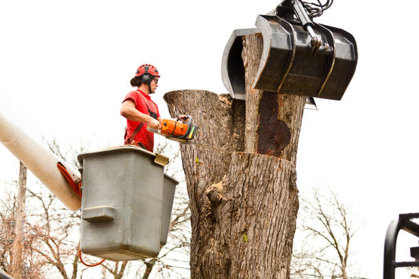 How Our Tree Care Process Works  in  Trenton, MO